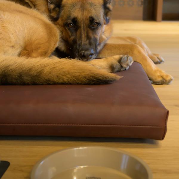 Pet Friendly